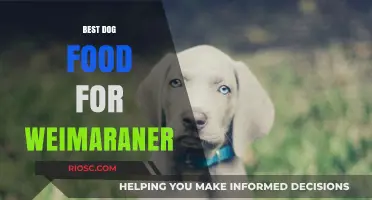 Top Nutritional Picks: Best Dog Food for Weimaraners to Thrive