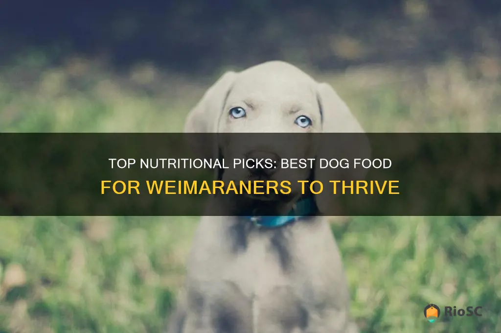 best dog food for weimaraner