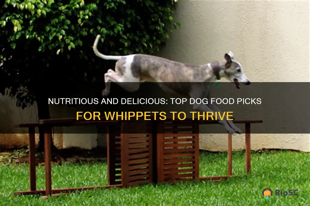 best dog food for whippets