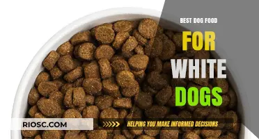 Top-Rated Dog Foods to Keep Your White Dog’s Coat Bright and Healthy