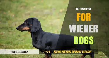 Top Nutritional Picks: Best Dog Food for Healthy and Happy Wiener Dogs