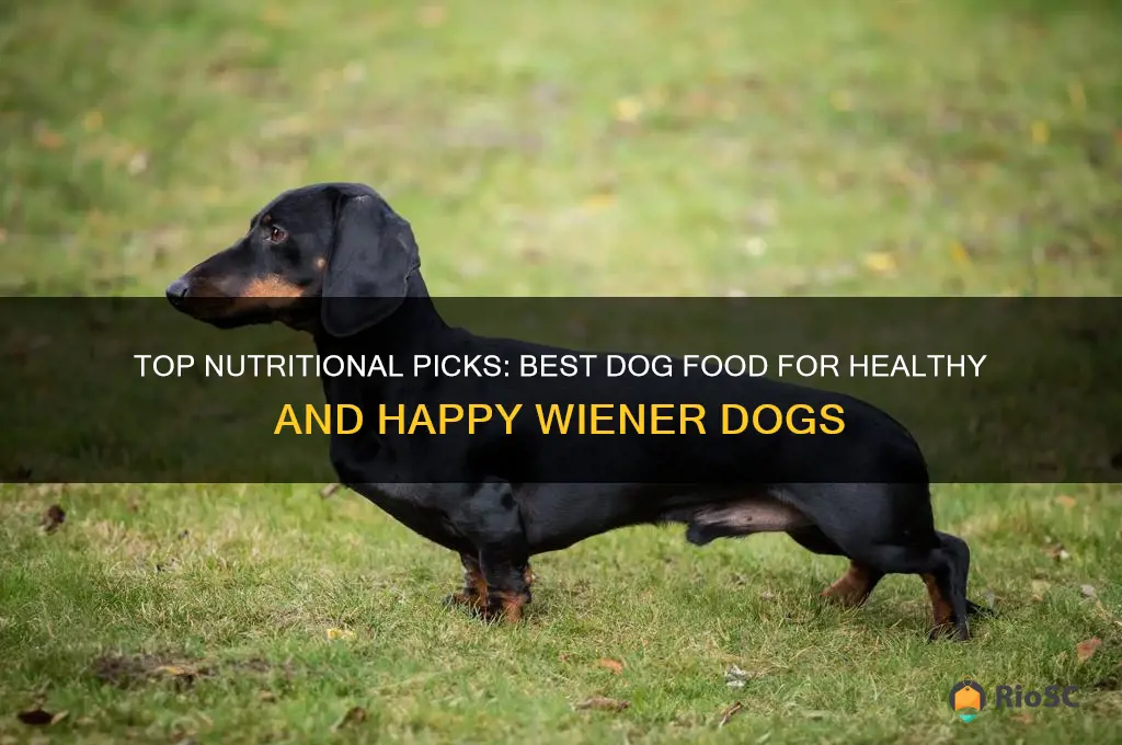 best dog food for wiener dogs