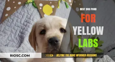 Nutritious and Delicious: Top Dog Food Recommendations for Yellow Labs