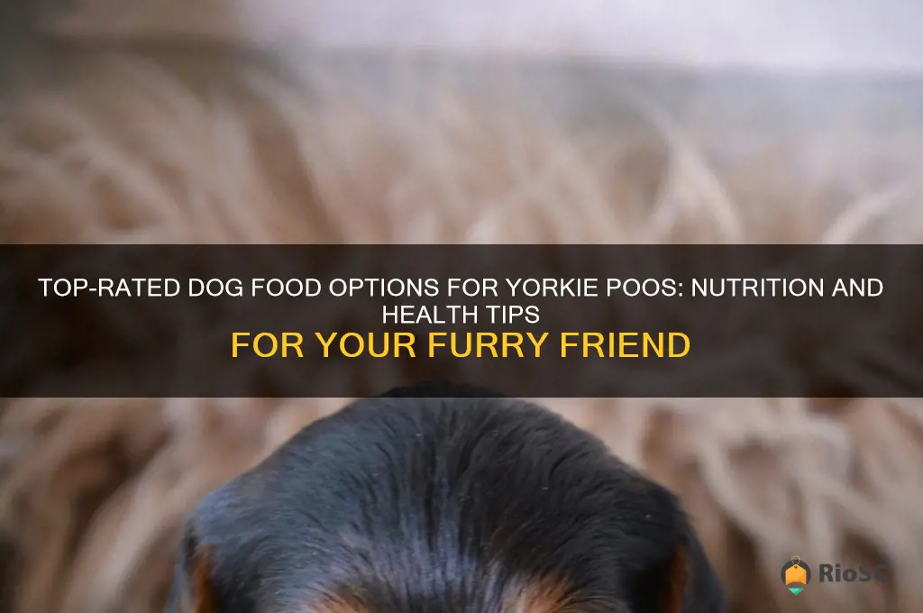 best dog food for yorkie poo