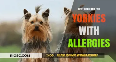 Hypoallergenic Dog Food for Yorkies: Top Picks to Soothe Allergies and Promote Health