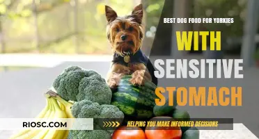 Gentle Nutrition: Top Dog Food Picks for Yorkies with Sensitive Stomachs