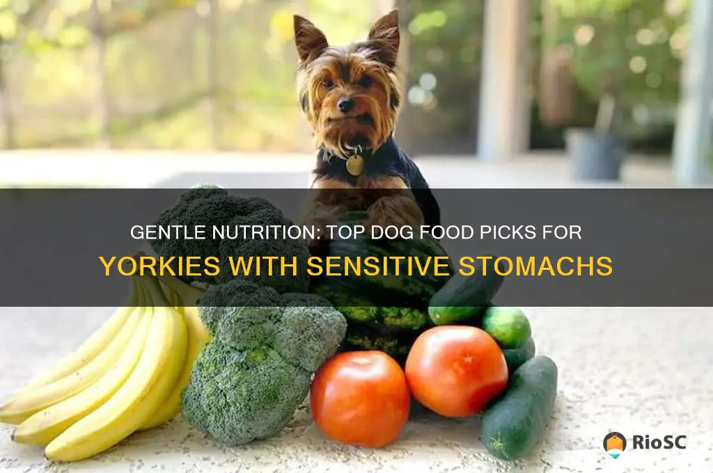 best dog food for yorkies with sensitive stomach