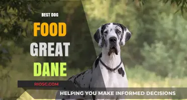 Top-Rated Dog Food Options for Great Danes: Nutrition Tips for Your Gentle Giant