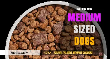 Top-Rated Dog Food Options for Medium-Sized Breeds: Nutrition and Health Guide