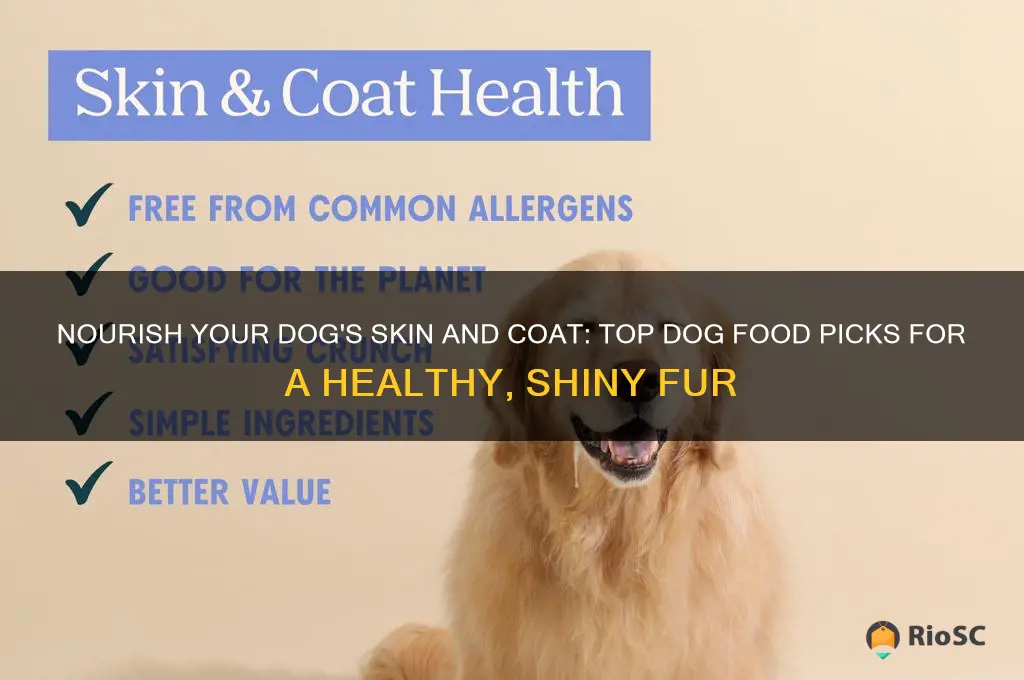 best dog food skin and coat