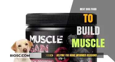 Top Muscle-Building Dog Foods for Optimal Canine Strength and Health
