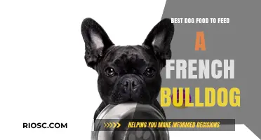 Top-Rated Dog Foods for French Bulldogs: Nutrition Tips and Recommendations
