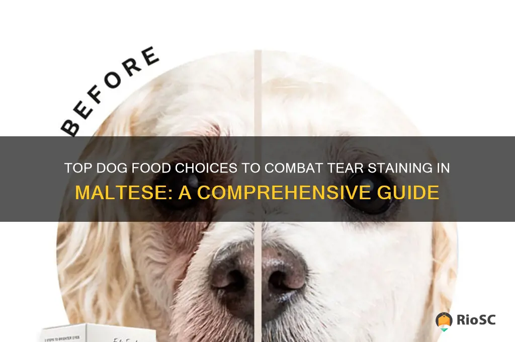 best dog food to prevent tear staining in maltese