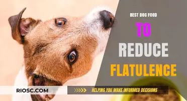 Taming Tummy Troubles: Top Dog Foods to Curb Canine Flatulence