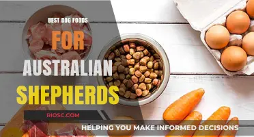 Top Nutritional Picks: Best Dog Foods for Australian Shepherds to Thrive