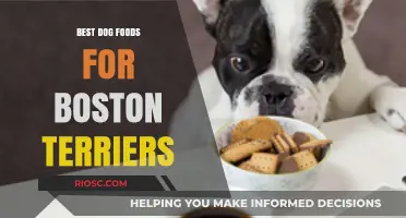 Top-Rated Dog Foods to Keep Your Boston Terrier Healthy and Happy