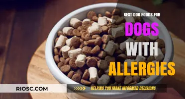 Hypoallergenic Dog Food Guide: Top Picks for Dogs with Allergies