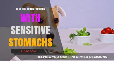 Gentle on the Tummy: Top Dog Foods for Sensitive Stomachs