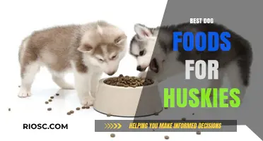 Top Nutritional Picks: Best Dog Foods to Fuel Your Husky's Energy and Health
