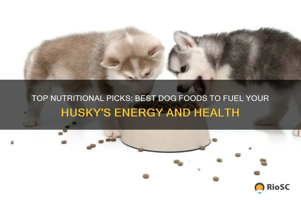 best dog foods for huskies
