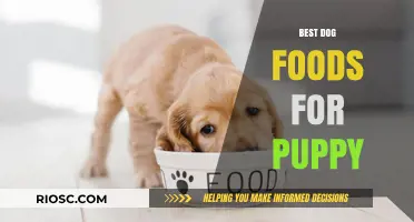 Nourishing Growth: Top Dog Foods for Your Puppy's Health and Happiness