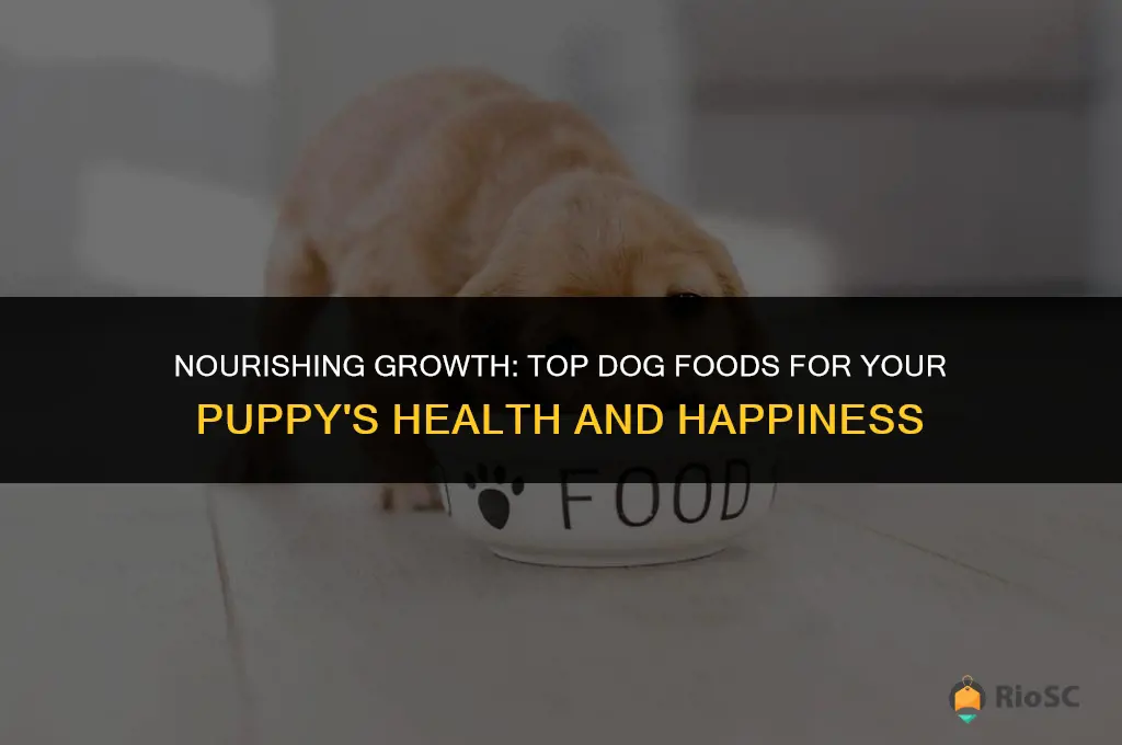 best dog foods for puppy
