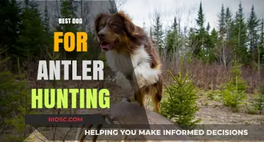 Top Breeds for Antler Hunting: Finding the Perfect Canine Companion for Your Next Adventure