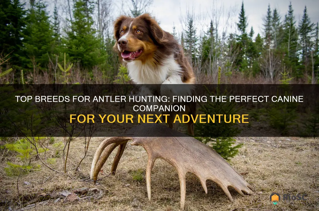 best dog for antler hunting