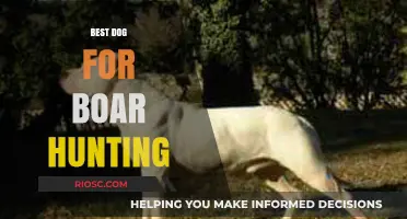 Top Breeds for Boar Hunting: Choosing the Perfect Canine Companion for the Hunt