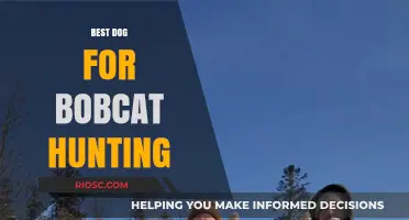 Top Breeds for Bobcat Hunting: Choosing the Best Dog for the Challenge