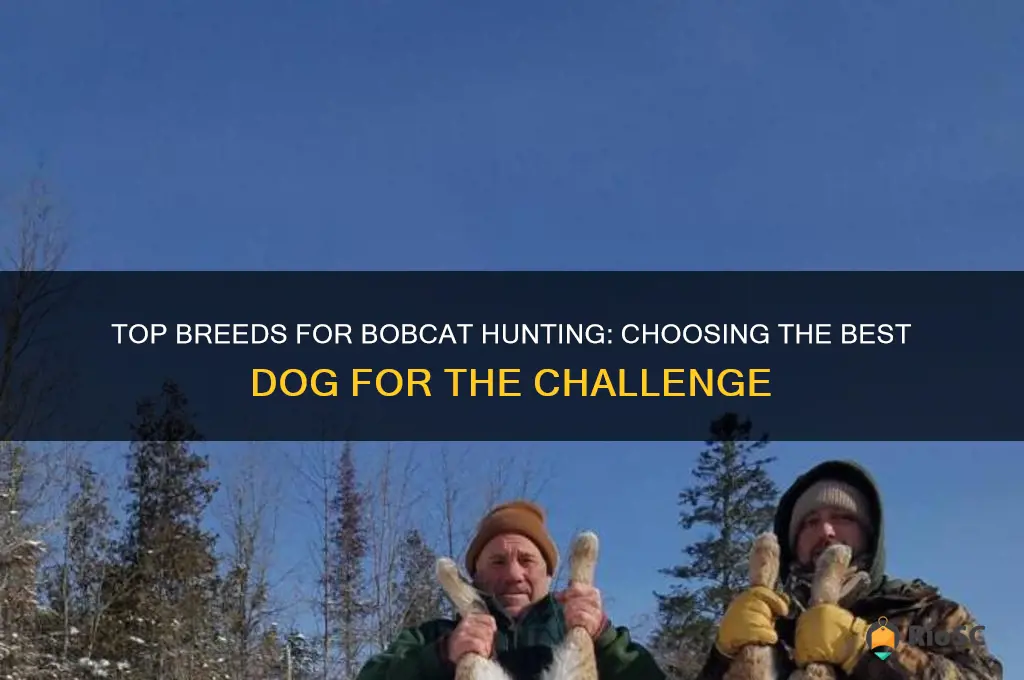 best dog for bobcat hunting
