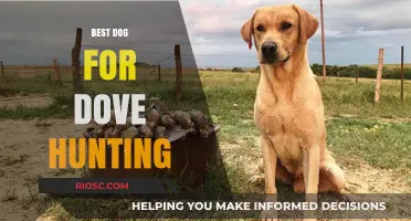 Top Breeds for Dove Hunting: Finding the Perfect Canine Companion for the Field