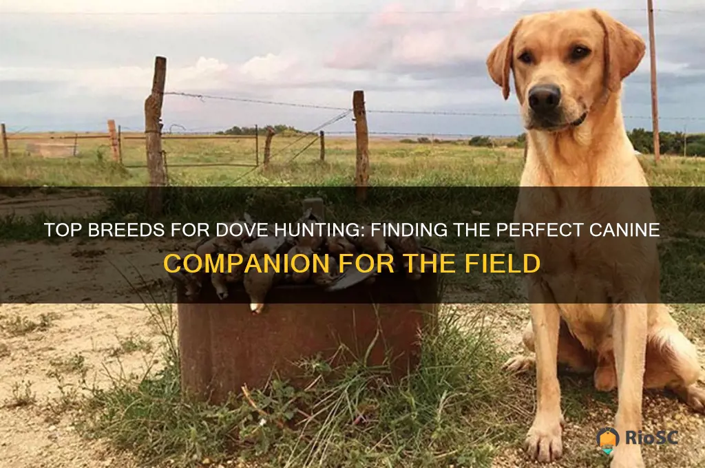 best dog for dove hunting