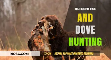 Top Breeds for Duck and Dove Hunting: Finding the Perfect Canine Companion for Waterfowl and Upland Game