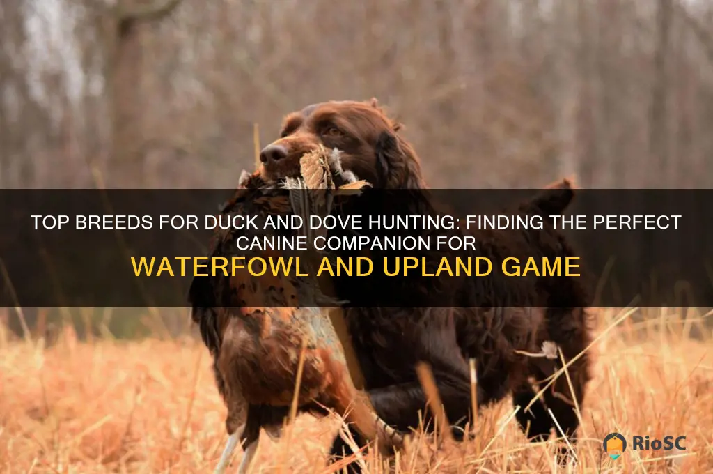 best dog for duck and dove hunting