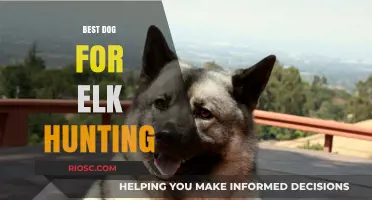 Top Breeds for Elk Hunting: Finding the Perfect Canine Companion for the Hunt