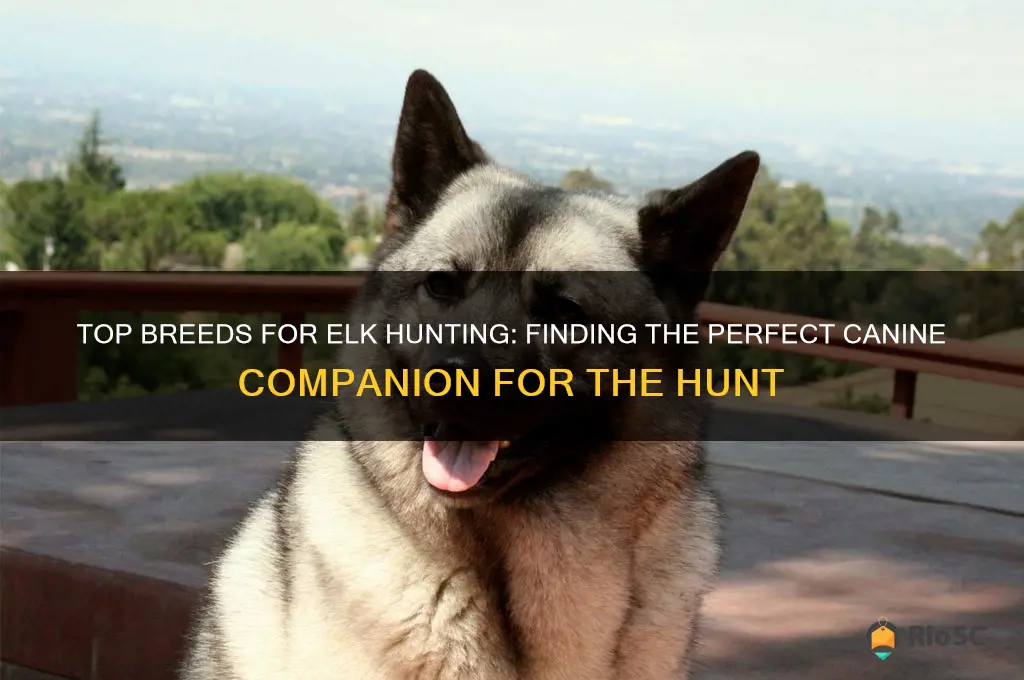 best dog for elk hunting