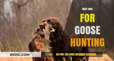 Top Breeds for Goose Hunting: Finding the Perfect Canine Companion for Waterfowl Enthusiasts