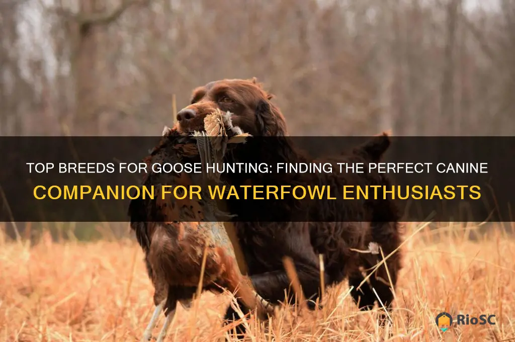 best dog for goose hunting