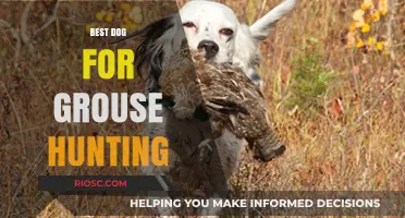 Top Breeds for Grouse Hunting: Finding the Perfect Canine Companion for the Field