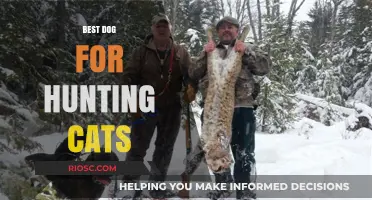 Top Breeds for Hunting Cats: Choosing the Right Dog for the Task