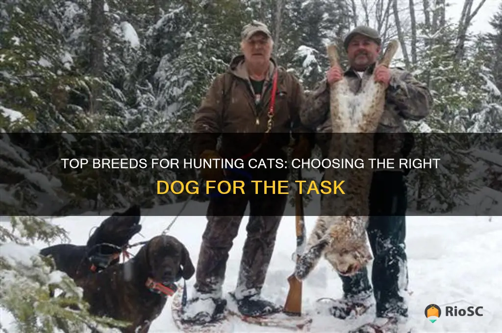 best dog for hunting cats
