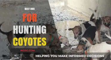 Top Breeds for Coyote Hunting: Choosing the Best Canine Companion for the Chase