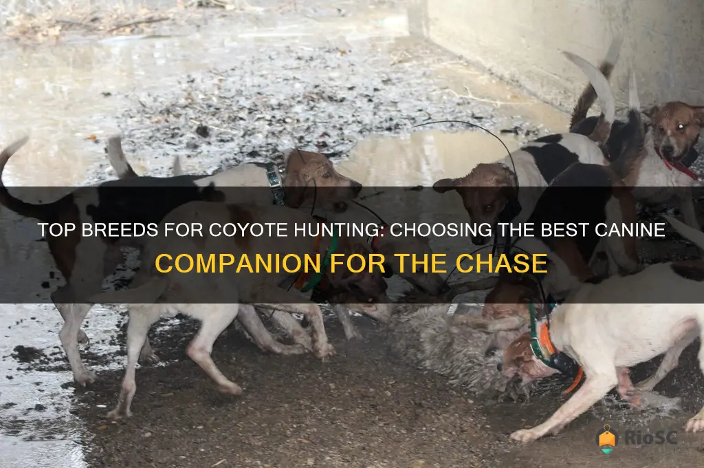 best dog for hunting coyotes