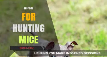 Top Breeds for Hunting Mice: The Best Dogs to Keep Your Home Rodent-Free