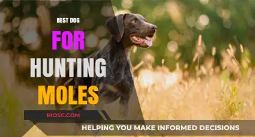 Top Breeds for Hunting Moles: Finding the Perfect Canine Companion for Your Garden
