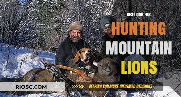 Top Breeds for Hunting Mountain Lions: Choosing the Right Canine Companion for the Challenge