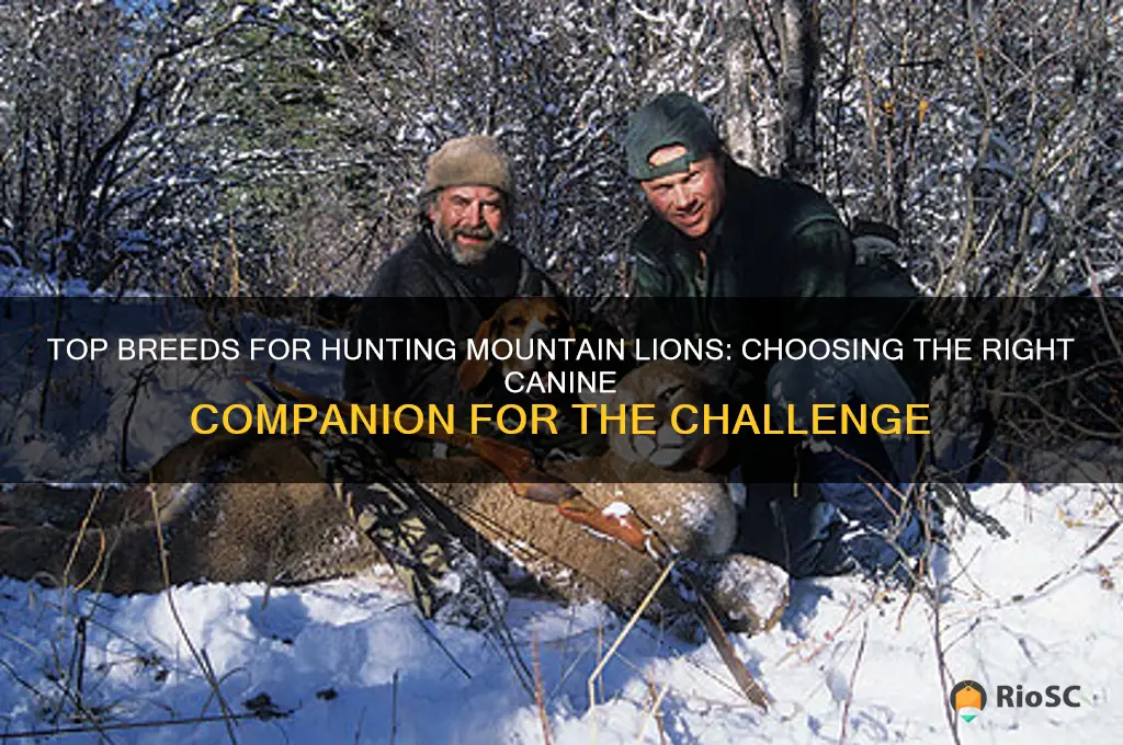 best dog for hunting mountain lions
