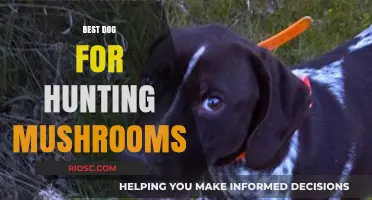Top Canine Companions for Mushroom Hunting: Breeds That Excel in Foraging Adventures