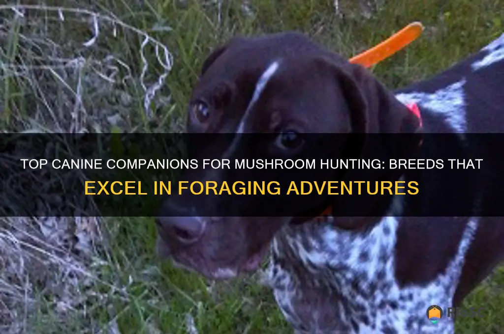 best dog for hunting mushrooms